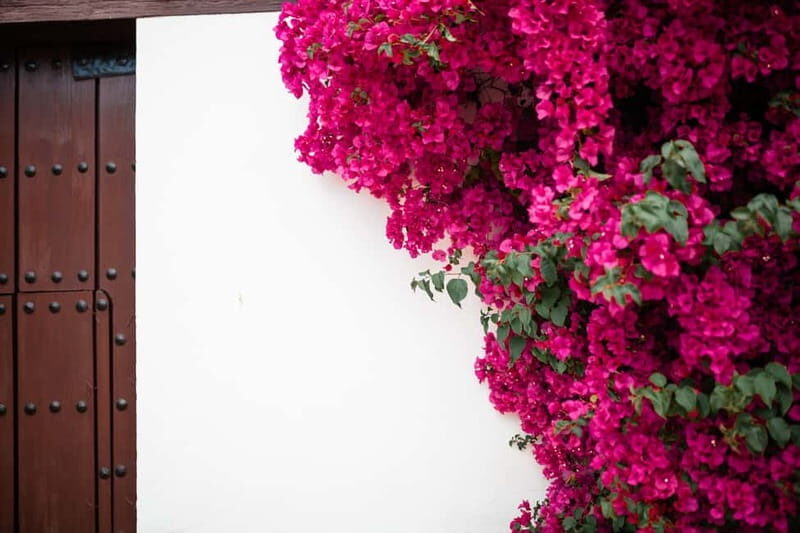 Guided tour in Spanish to the courtyards of Córdoba - What to Expect from the Tour