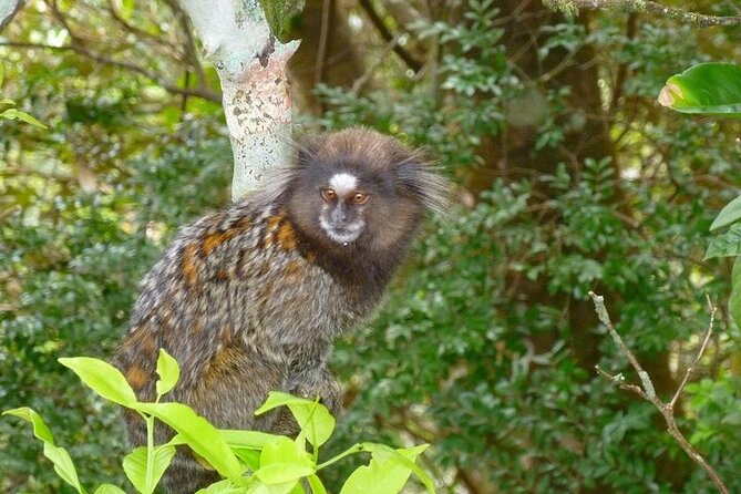 Guided Tour in Tijuca Forest With Transfer - Hotel Pickup and Drop-off