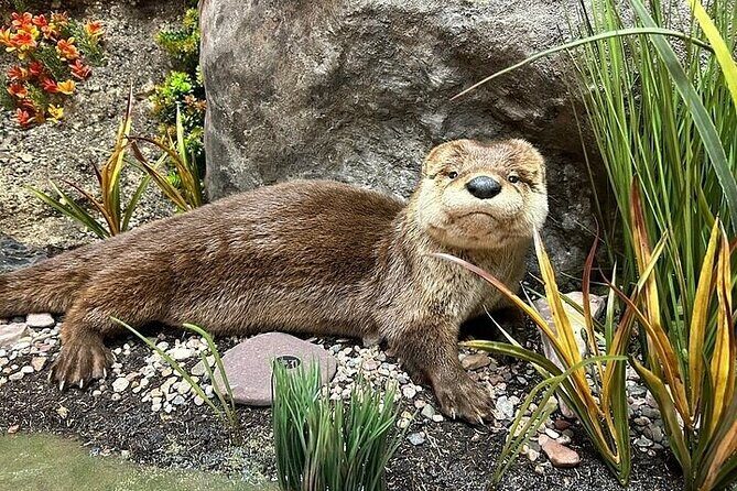 Guided Tour in Wildlife Gallery - The Sum Up