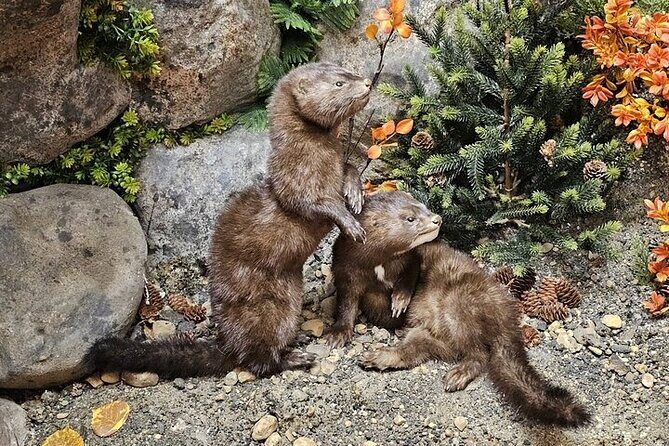 Guided Tour in Wildlife Gallery - FAQ