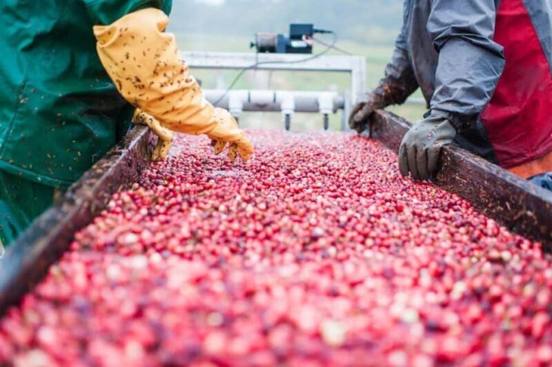 Guided Tour of a Local New England Cranberry Farm - The Farm Stand and Local Goods