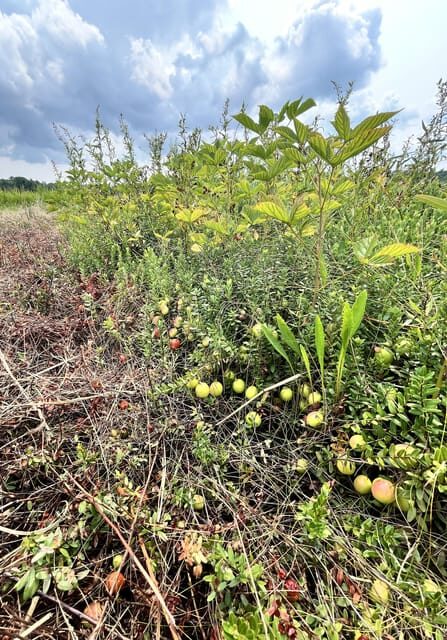 Guided Tour of a Local New England Cranberry Farm - FAQ