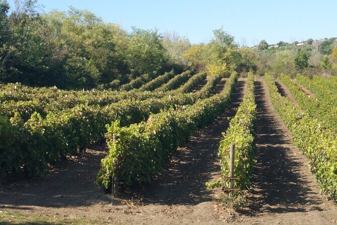 Guided Tour Of An Old Winery with Tasting from Alicante and Elche - The Itinerary in Detail