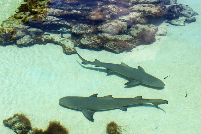 Guided Tour of Coral World Ocean Park & Happy Hour - Exploring the Guided Tour of Coral World Ocean Park & Happy Hour in St. Thomas