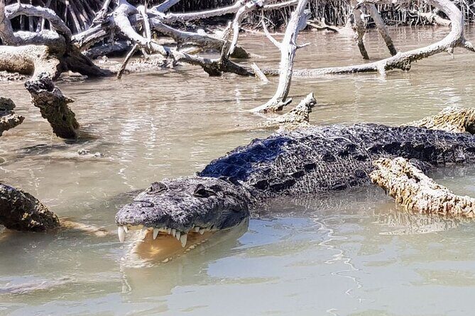 Guided Tour Of Las Coloradas, Rio Lagartos And See Crocodiles - Who Should Consider This Tour?