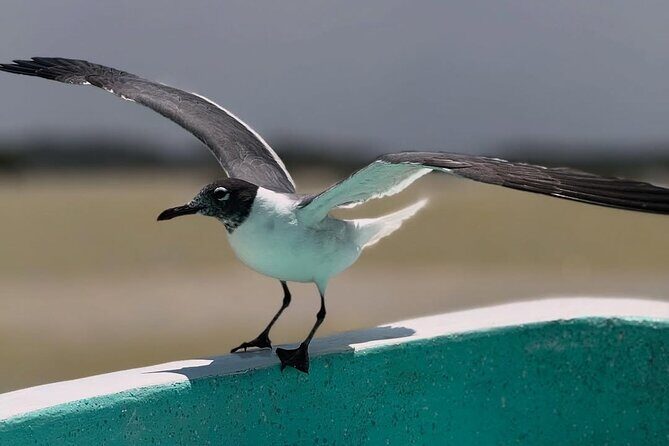 Guided Tour Of Las Coloradas, Rio Lagartos And See Crocodiles - The Sum Up