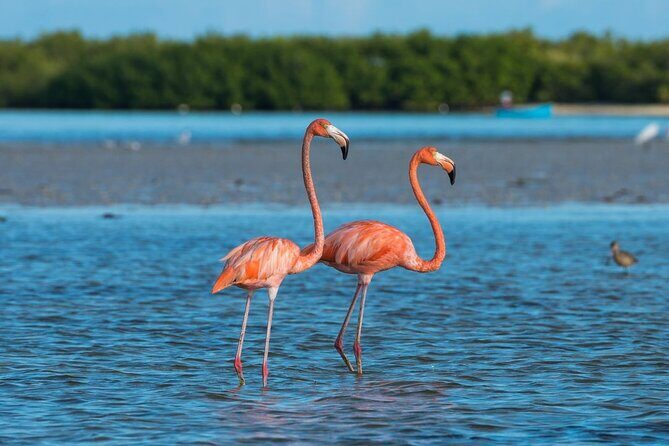 Guided Tour Of Las Coloradas, Rio Lagartos And See Crocodiles - FAQs