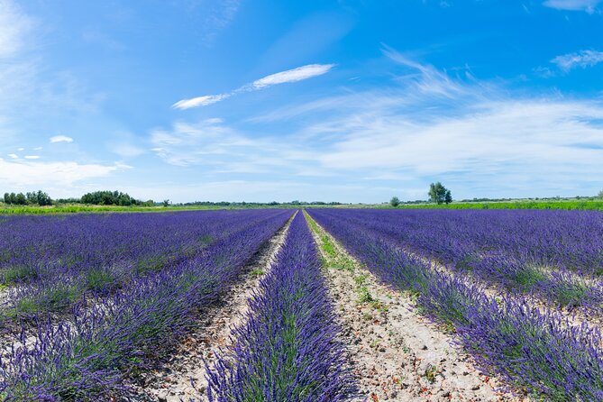 Guided Tour of Lavender Distillery Between Provence & Camargue - Cancellation Policy
