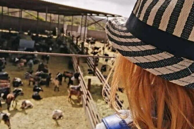 Guided Tour of Montesdeoca Cheese Factory with Cheese Tasting - The Practicalities