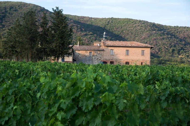 Guided tour of our Brunello vineyards with tasting. - Key Points