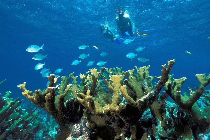 Guided Tour of Puerto Morelos Reefs with Snorkeling Experience - FAQ