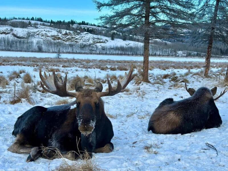 Guided Tour of the Yukon Wildlife Preserve - The Basics: What to Expect