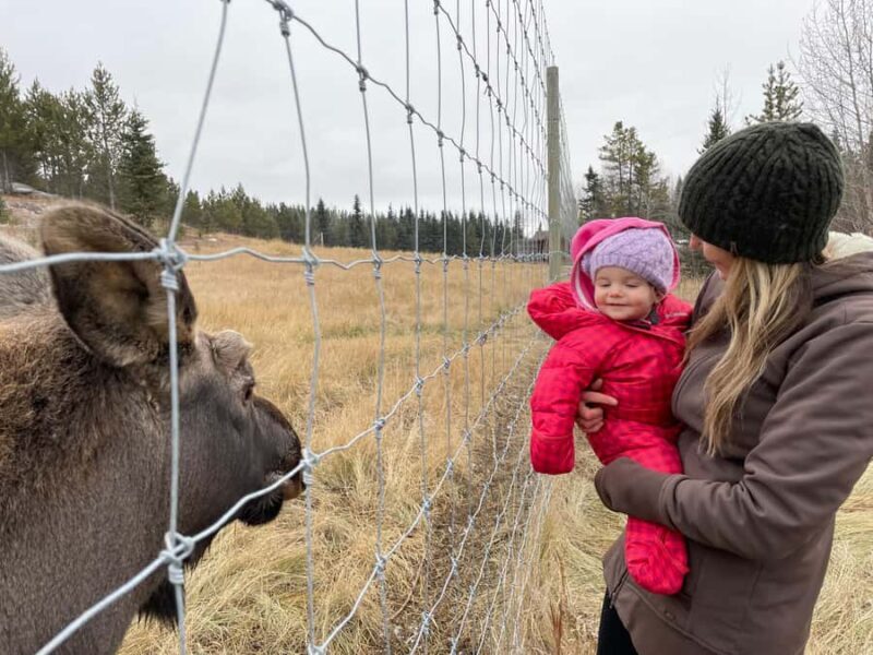 Guided Tour of the Yukon Wildlife Preserve - The Journey Through the Preserve