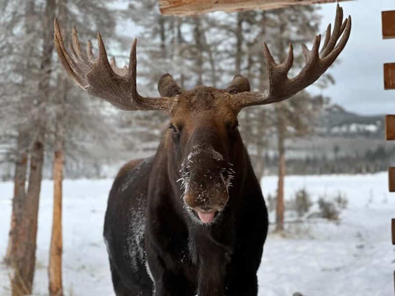 Guided Tour of the Yukon Wildlife Preserve - Weather Considerations