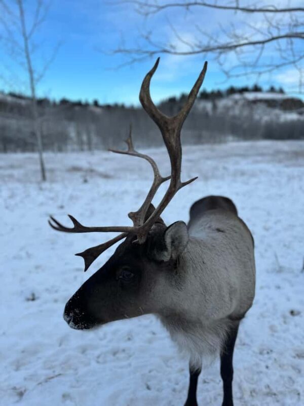 Guided Tour of the Yukon Wildlife Preserve - How the Tour Compares in Value