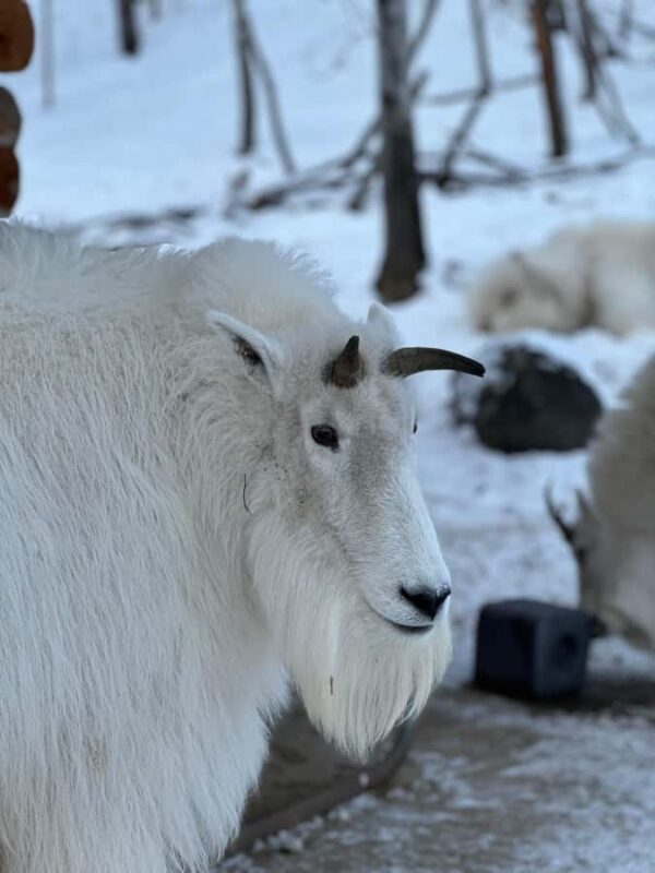 Guided Tour of the Yukon Wildlife Preserve - Authenticity and Learning
