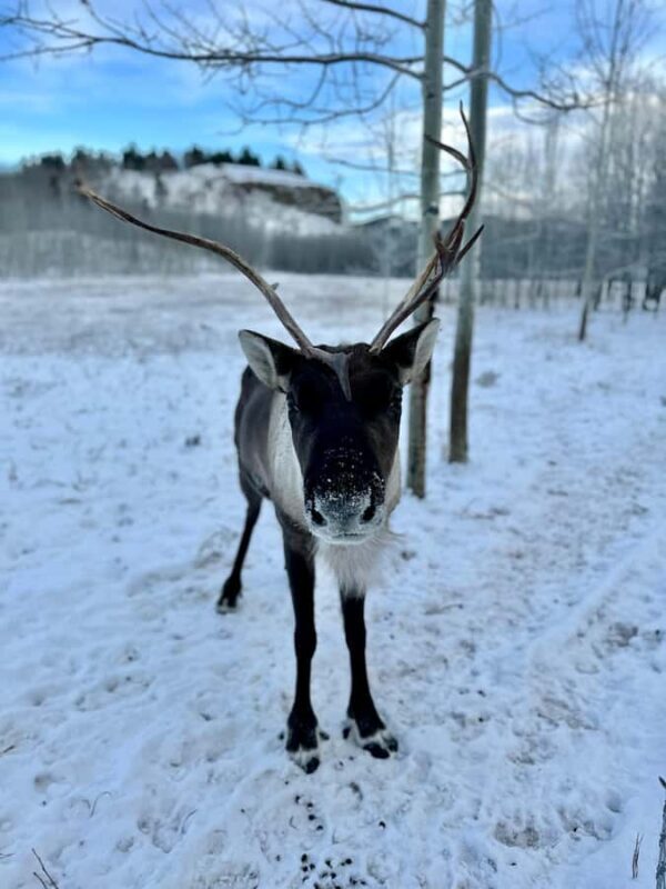 Guided Tour of the Yukon Wildlife Preserve - Final Thoughts