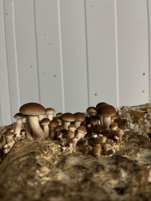 GUIDED TOUR + TASTE IN A MUSHROOM FARM - Final Thoughts: Is This Tour for You?