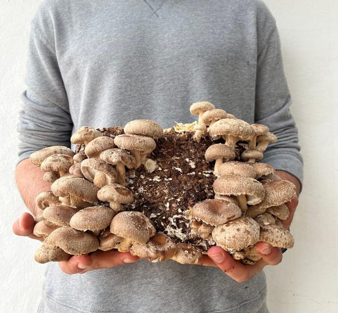 GUIDED TOUR + TASTE IN A MUSHROOM FARM - FAQ