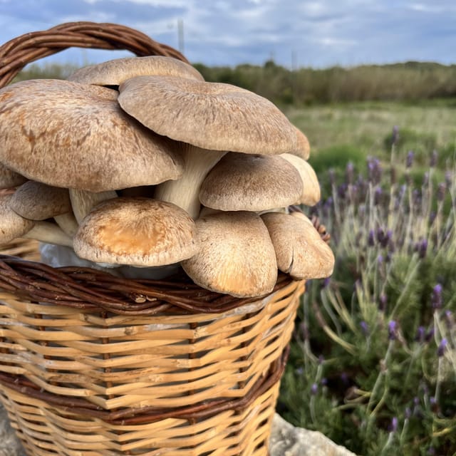 GUIDED TOUR + TASTE IN A MUSHROOM FARM - Inclusions