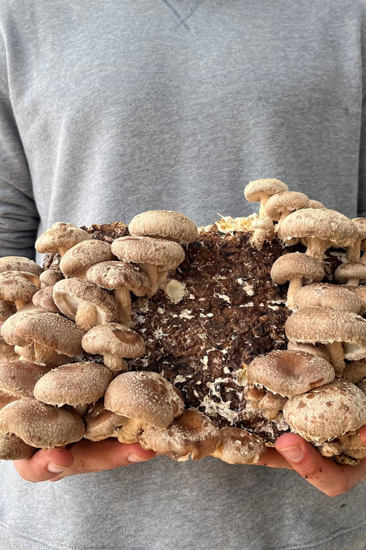 GUIDED TOUR + TASTE IN A MUSHROOM FARM - Customer Reviews