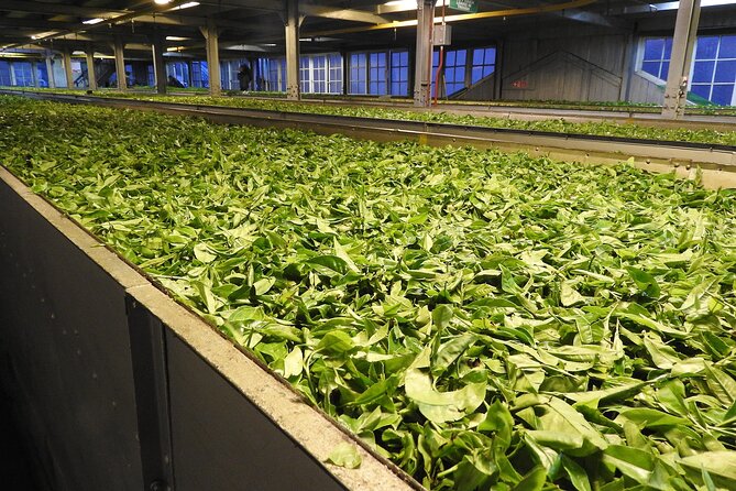 Guided Tour to Andretta Artists Village & Norah Richards Home - Accessibility Information