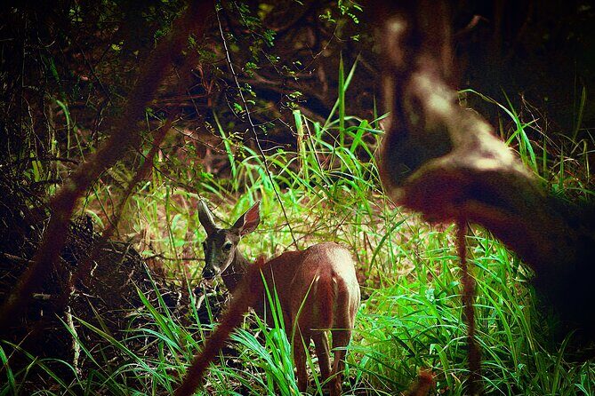 Guided Tour to Calakmul and Jungle Trail | From Bacalar. - What Reviewers Are Saying