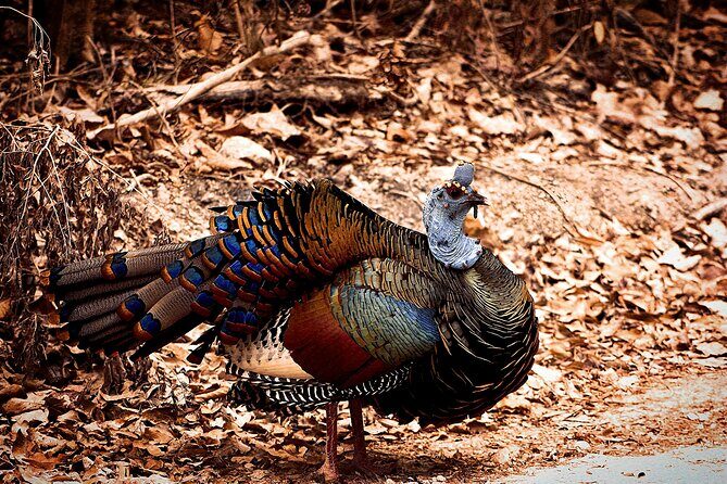 Guided Tour to Calakmul and Jungle Trail | From Bacalar. - The Sum Up: Who Should Consider This Tour?