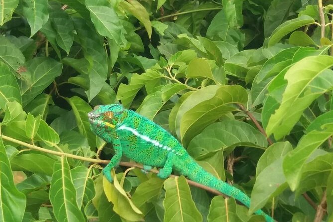 Guided Tour to Lokobe Natural Park - Wildlife and Nature Highlights