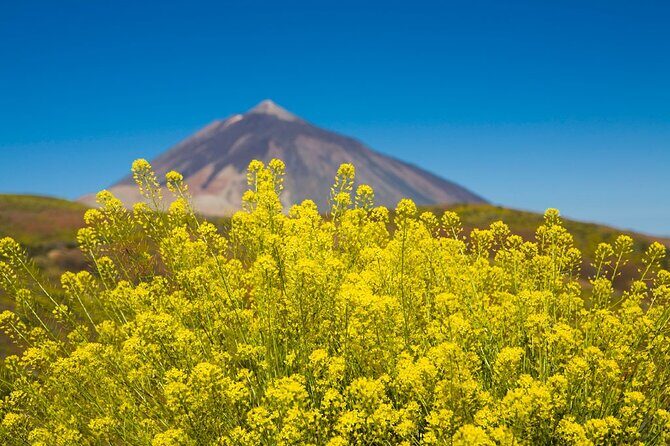 Guided Tour to Teide National Park in Tenerife - Who Will Love This Tour?