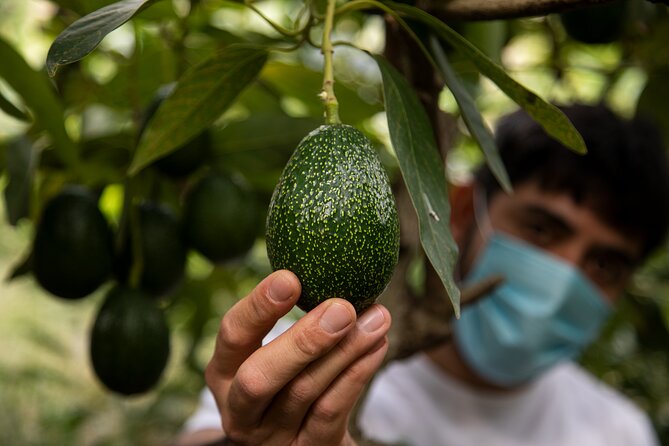 Guided Tour to the Only Coffee Farm in Europe - Meeting and Pickup Details