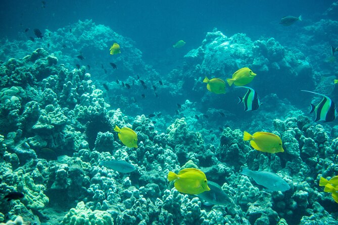 Guided Turtle Town Snorkeling Tour With Underwater Photos - Safety Measures and Equipment