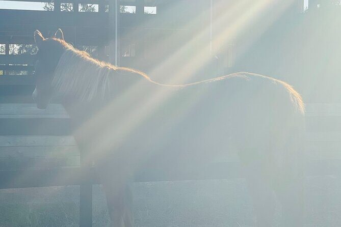 Guided Two Hour Horseback Trail Ride in Central Florida - FAQ