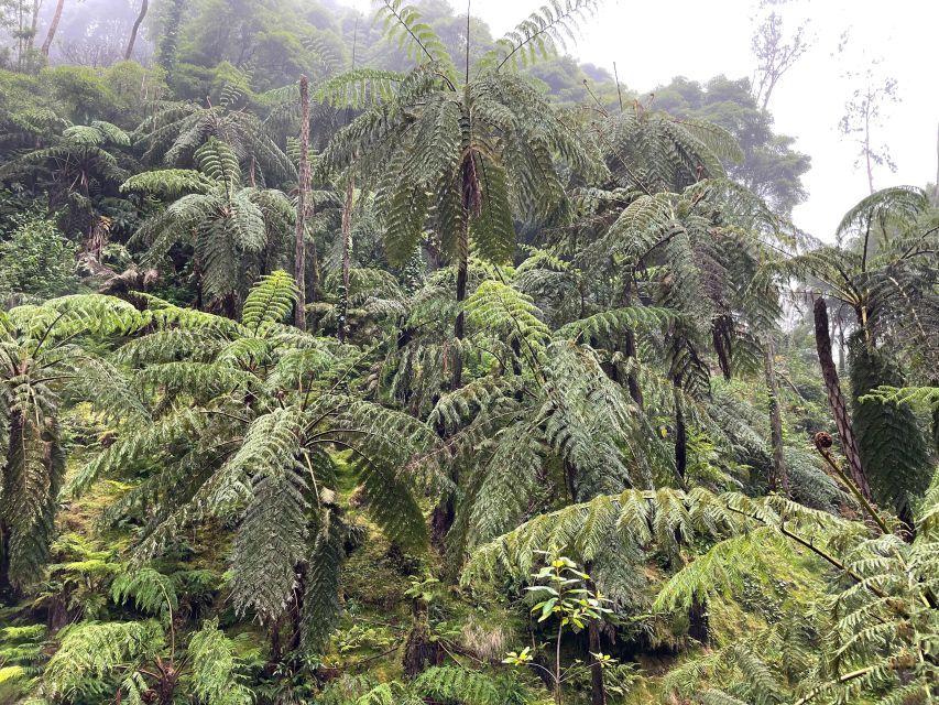 Guided Van Tour Sete Cidades, Lagoa Do Fogo – Volcanic Lakes - Scenic Viewpoints and Photo Stops