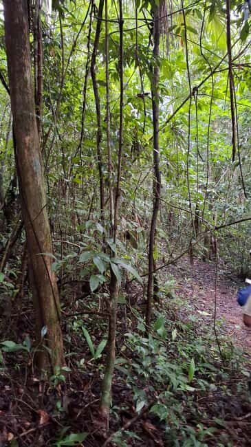 Guided visit in the Palenque jungle (Palenque National Park) - Guided visit in the Palenque jungle (Palenque National Park): An In-Depth Review