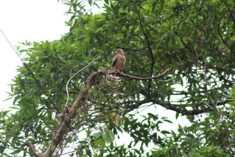Guided visit in the Palenque jungle (Palenque National Park) - FAQ
