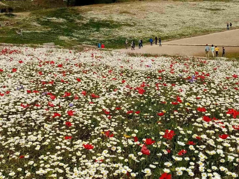 Guided visit to ancient Olympia with an Italian archaeologist tour guide - The Sum Up