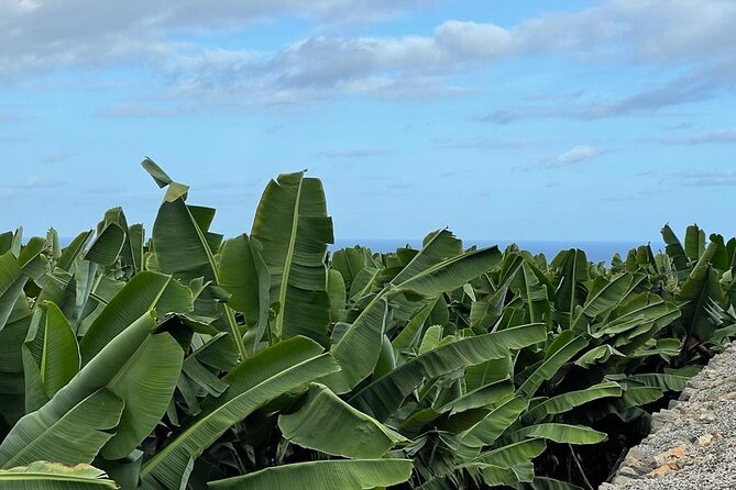 Guided Visit to the Banana Museum - Visitor Experiences