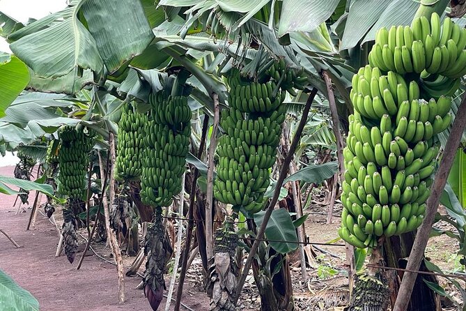 Guided Visit to the Banana Museum - Additional Recommendations