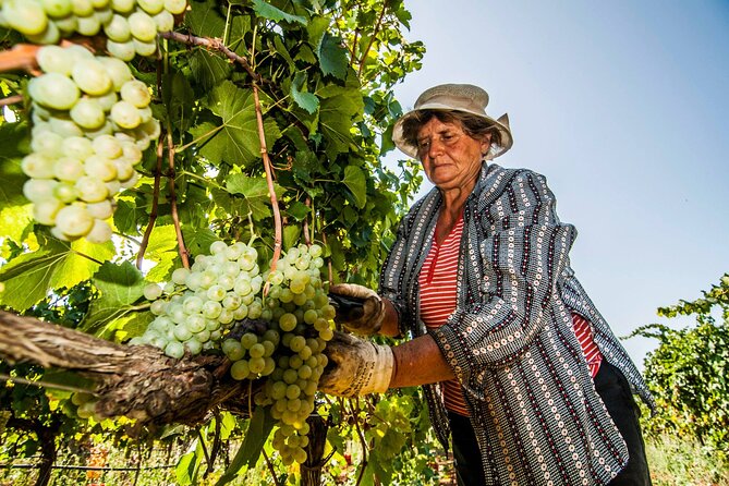 Guided Visit to the Vineyard With Wine Tasting - Booking and Confirmation Information