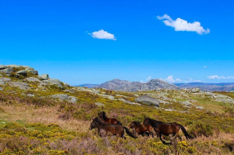 Guided Walk & Picnic Peneda Gerês National Park - Final Thoughts: Who Should Consider This Tour?
