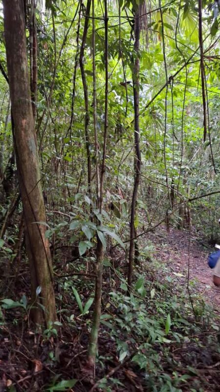 Guided walking tour in the Palenque jungle (Palenque National Park) - A Closer Look at the Palenque Jungle Tour