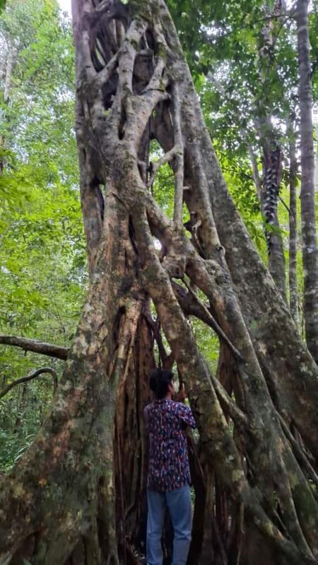 Guided walking tour in the Palenque jungle (Palenque National Park) - Practical Details and Tips