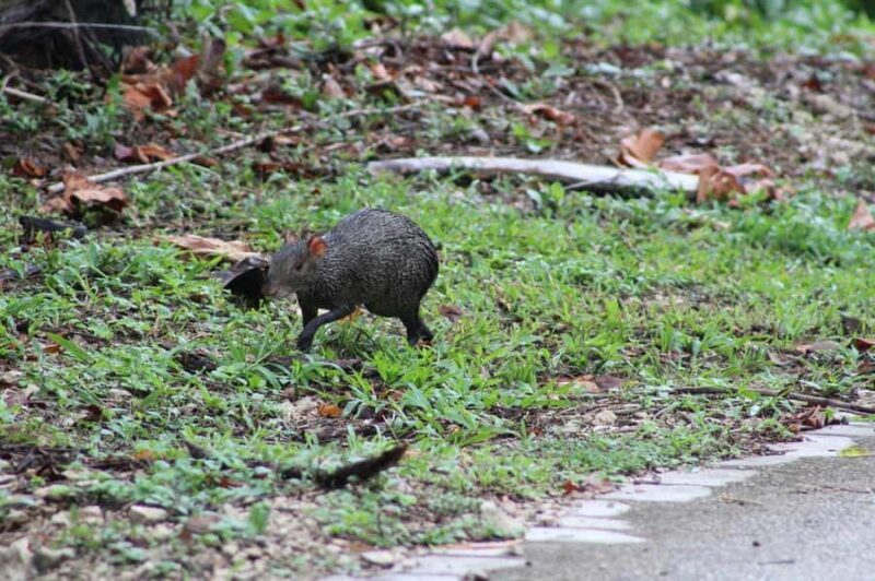 Guided walking tour in the Palenque jungle (Palenque National Park) - Who Would Enjoy This Tour?