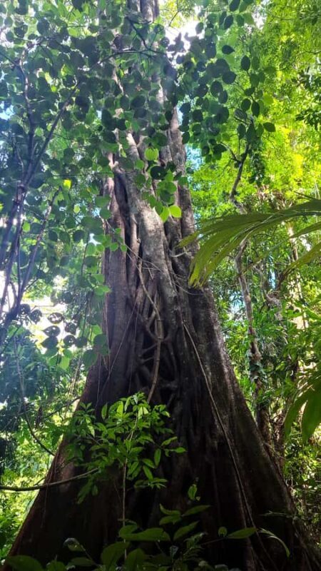 Guided walking tour in the Palenque jungle (Palenque National Park) - Final Thoughts