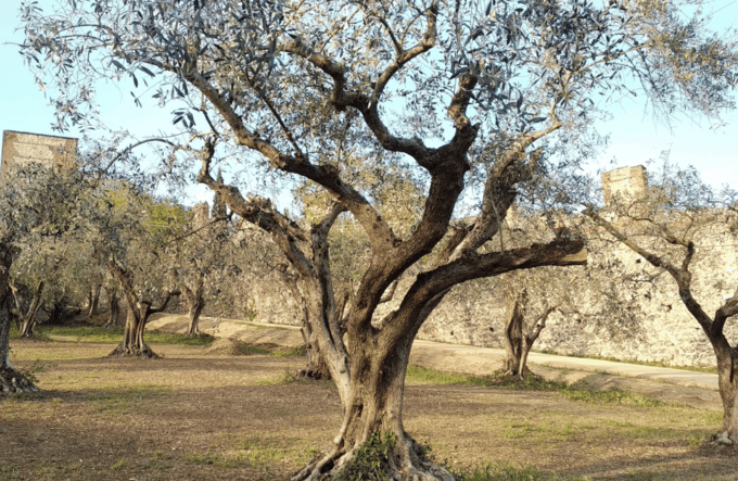Guided Walking Tour on Verona Hillside - Tour Suitability and Requirements