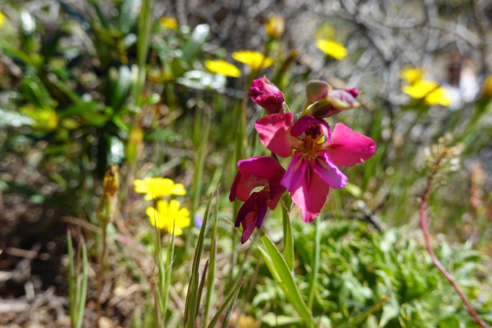 Guided Walk+Picnic: Western Algarve's Wild Beauty - Key Points