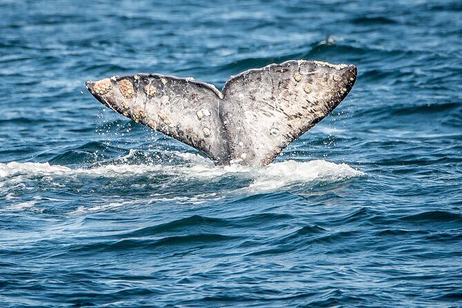 Guided Whale Watching Tour from Long Beach - The Experience on Board