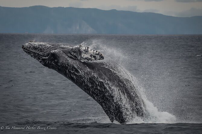 Guided Whale Watching Tour from Long Beach - Reviewing the Feedback