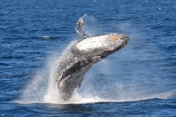 Guided Whale Watching Tour from Long Beach - The Sum Up